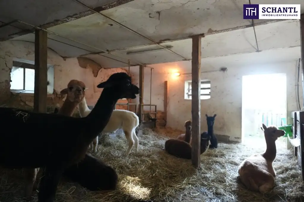 SENSATIONELLES JUWEL! Exklusiver Vierkanthof im Thermenland Steiermark – Wohnen, Reiten & Leben mit Pool und Natur!