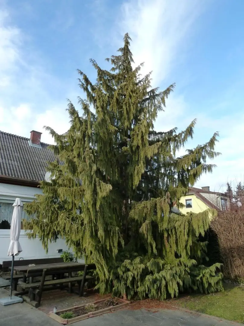 13 DHH 2000 Stockerau