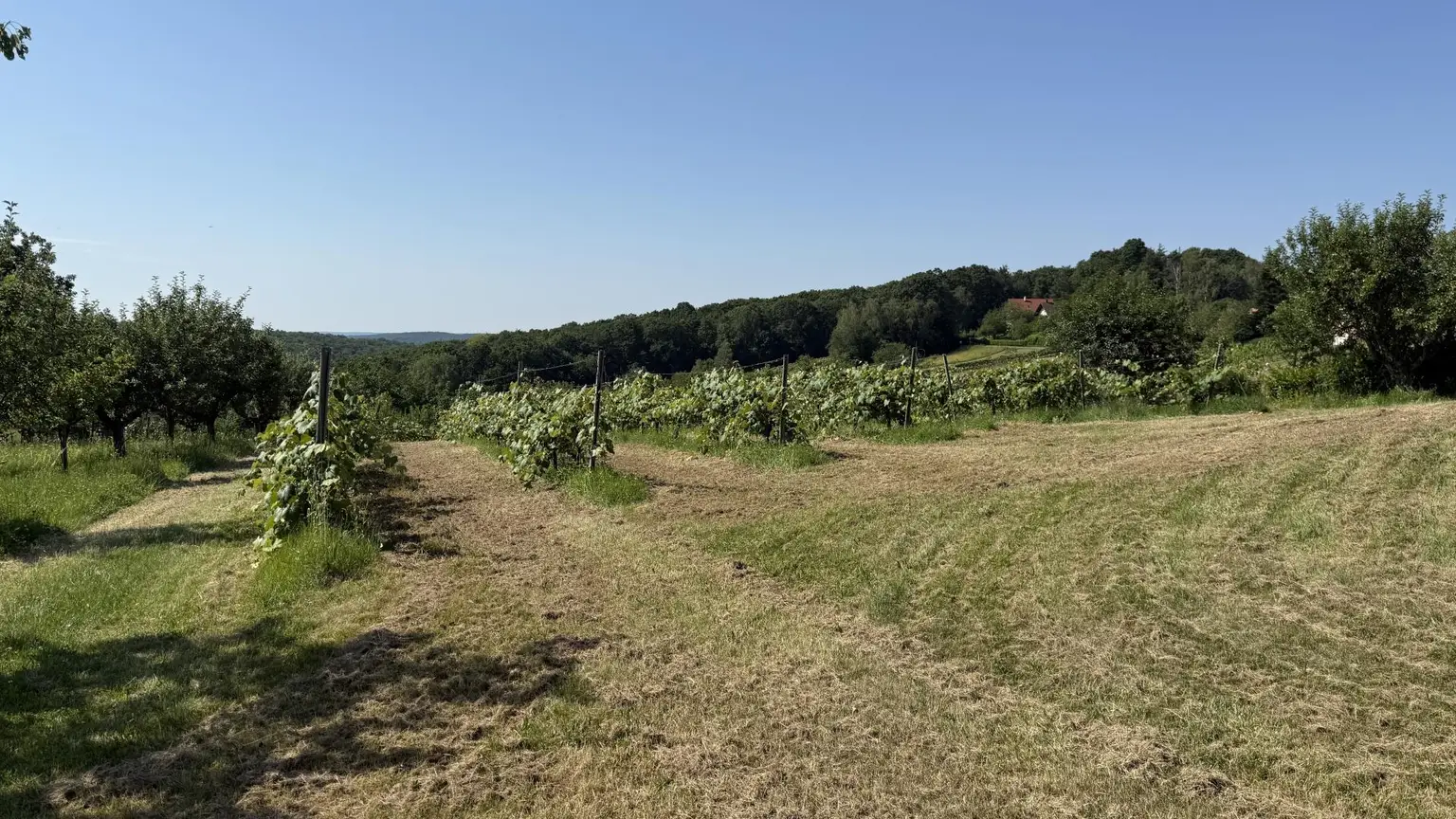 Weingarten