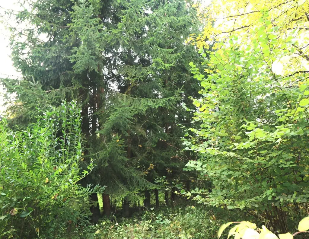 Baugrundstück in ruhiger Lage in Wolfern - kein Bauzwang, kein Bebauungsplan