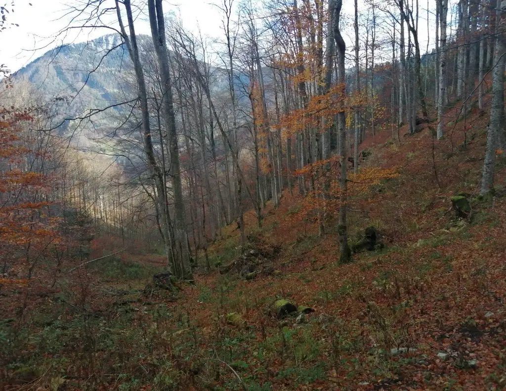 Mischwald zu verkaufen