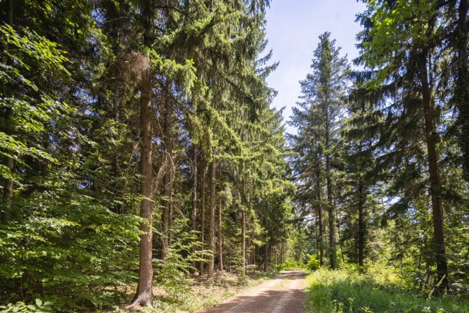 Forststraße