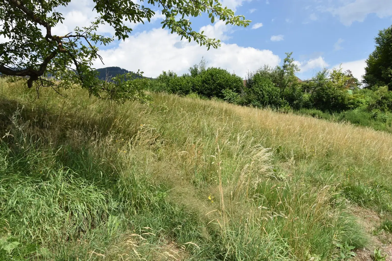 Hecke als Grenzverlauf im Osten