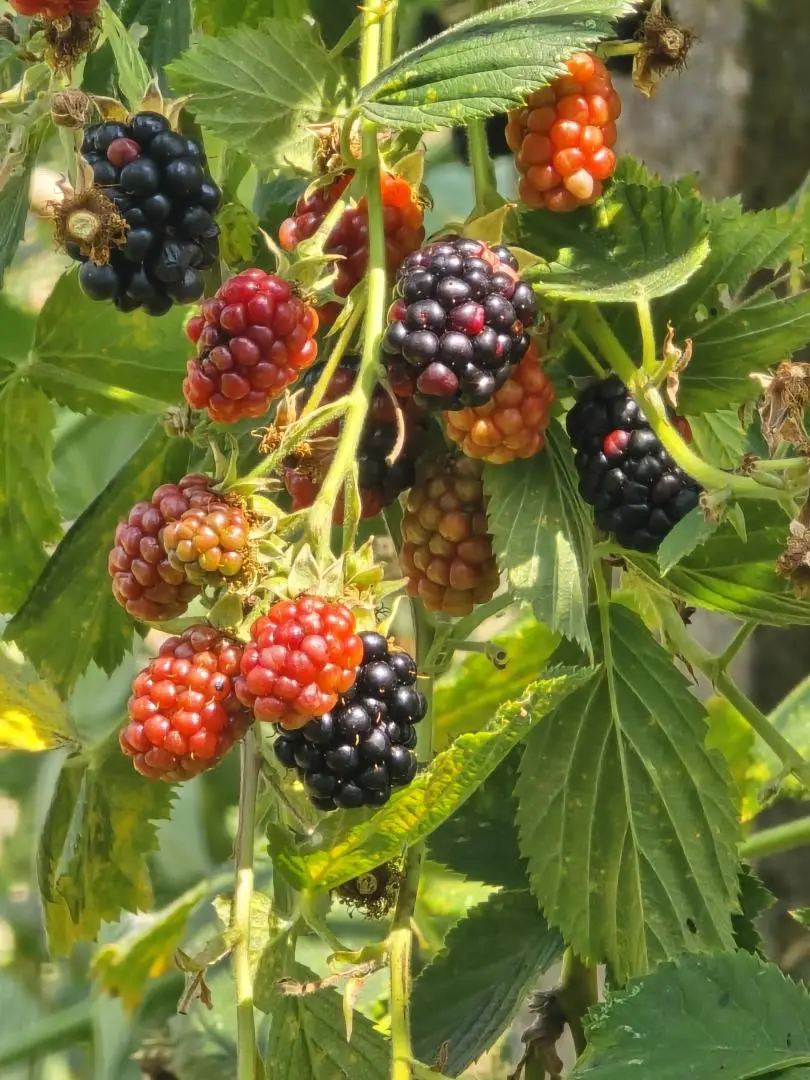 Obst