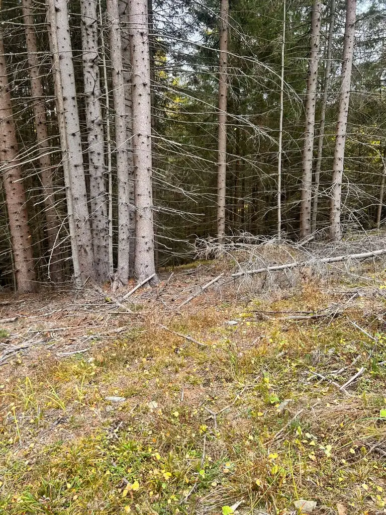 Traumhaftes Waldgrundstück in Kleinlobming – 35.970 m² mit sehr guter Zufahrt!