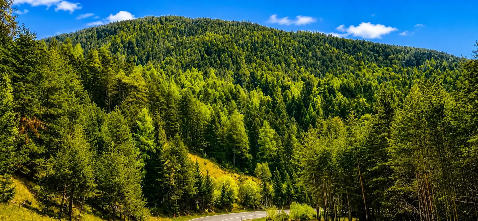 Wald