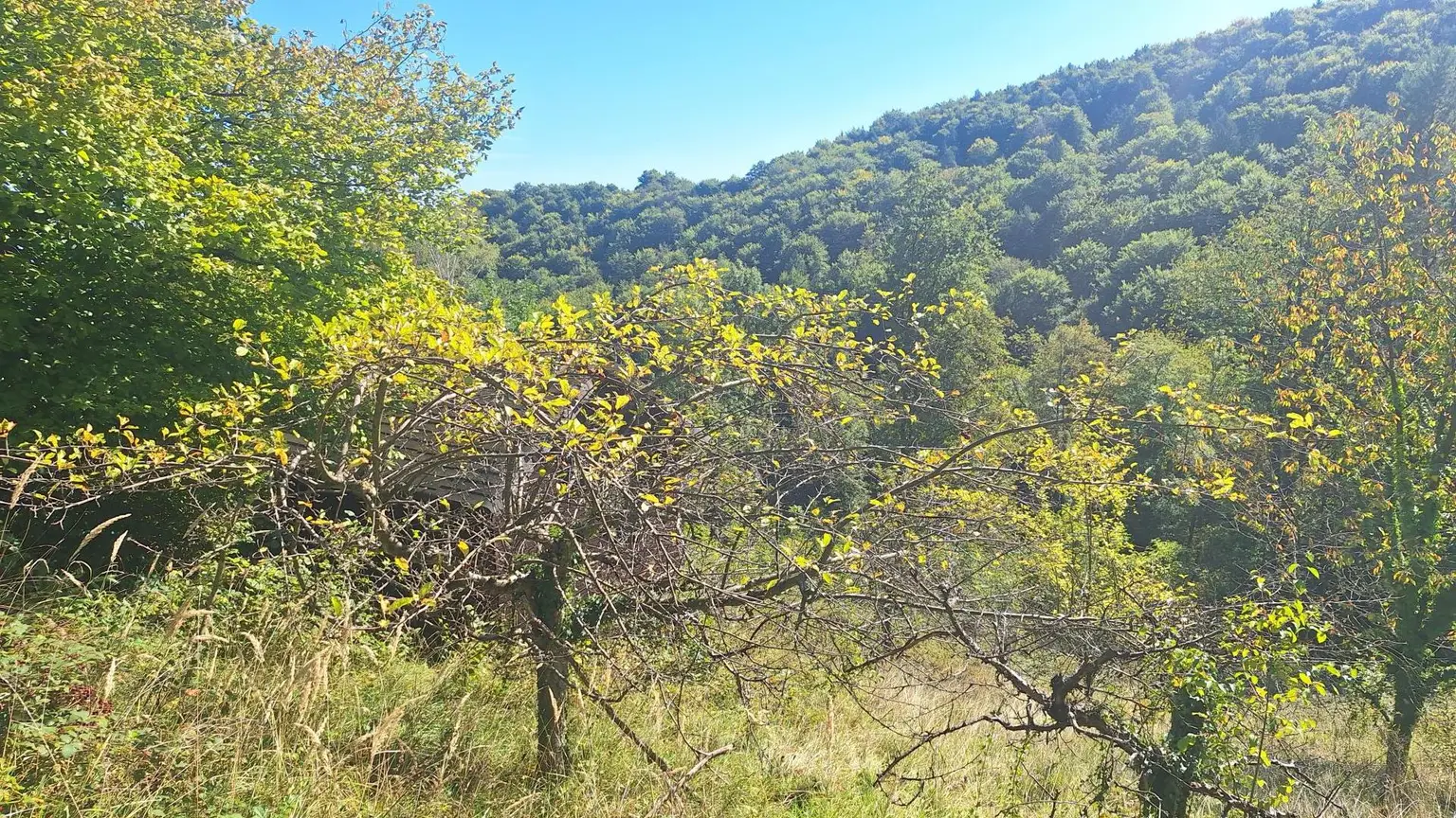Traumhaftes Baugrundstück in Kranachberg bei Gamlitz – Ihr Platz an der Sonne