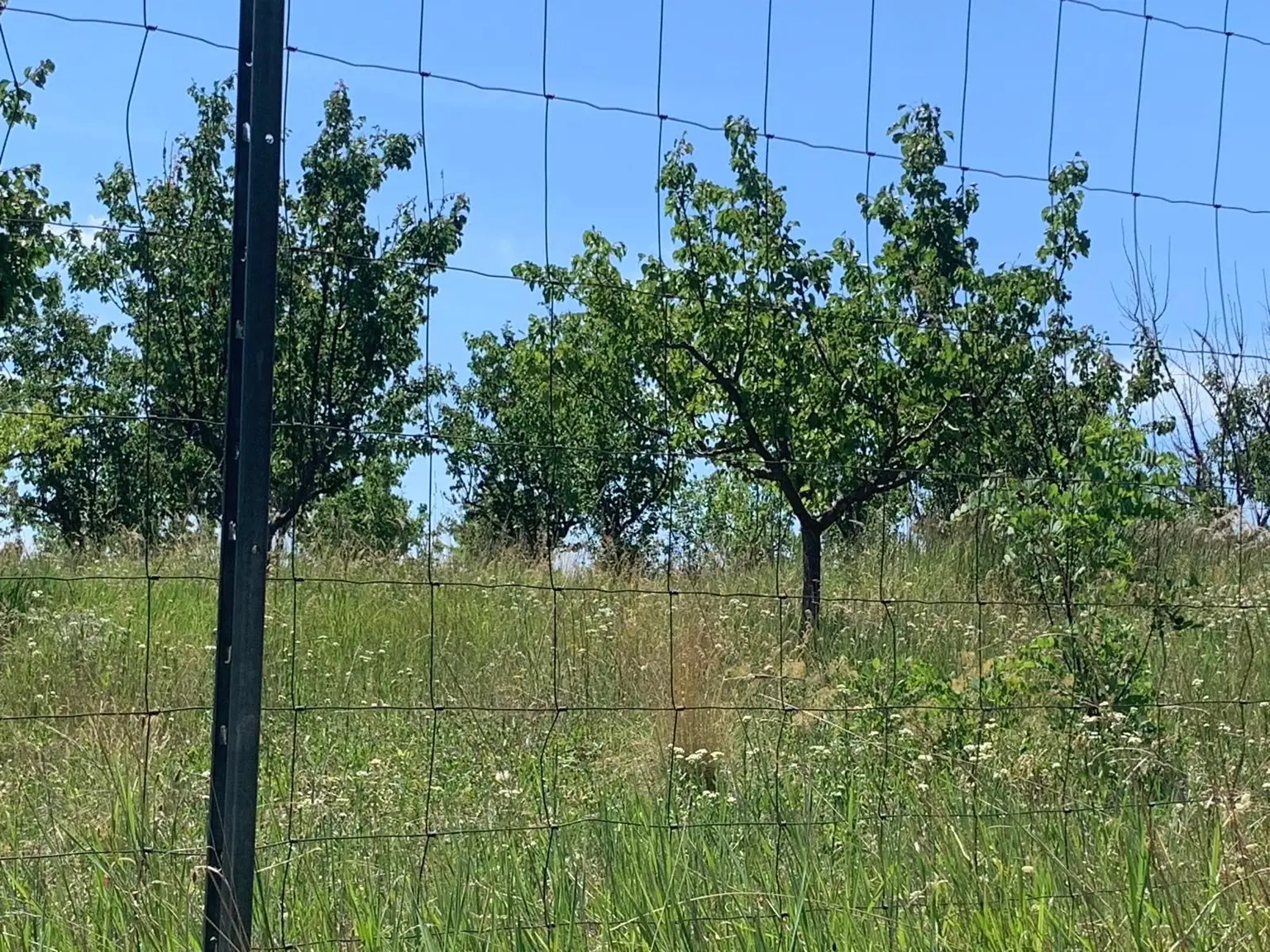 Marillenbaum-Plantage zur Verpachtung