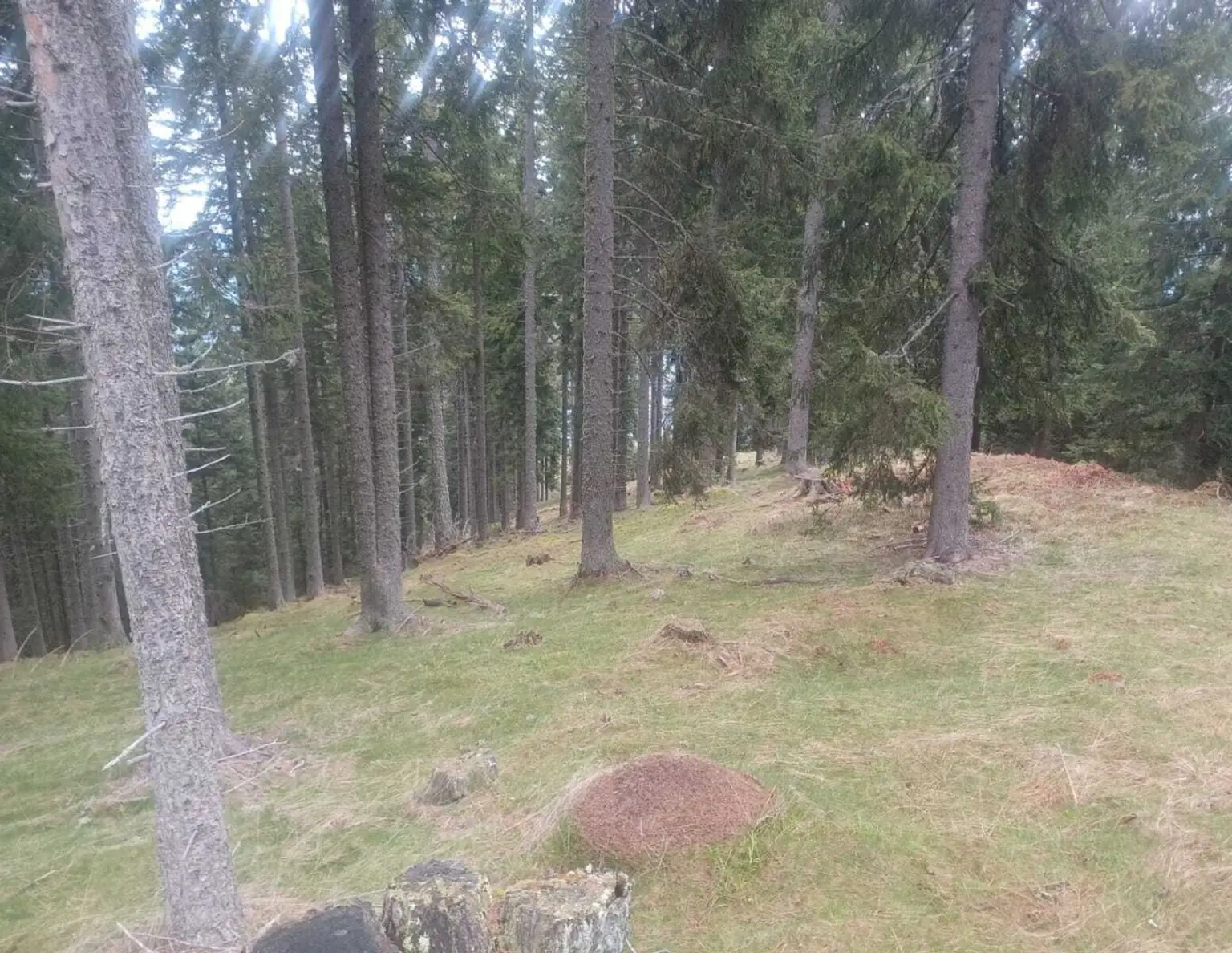 Waldgrundstück zu verkaufen!