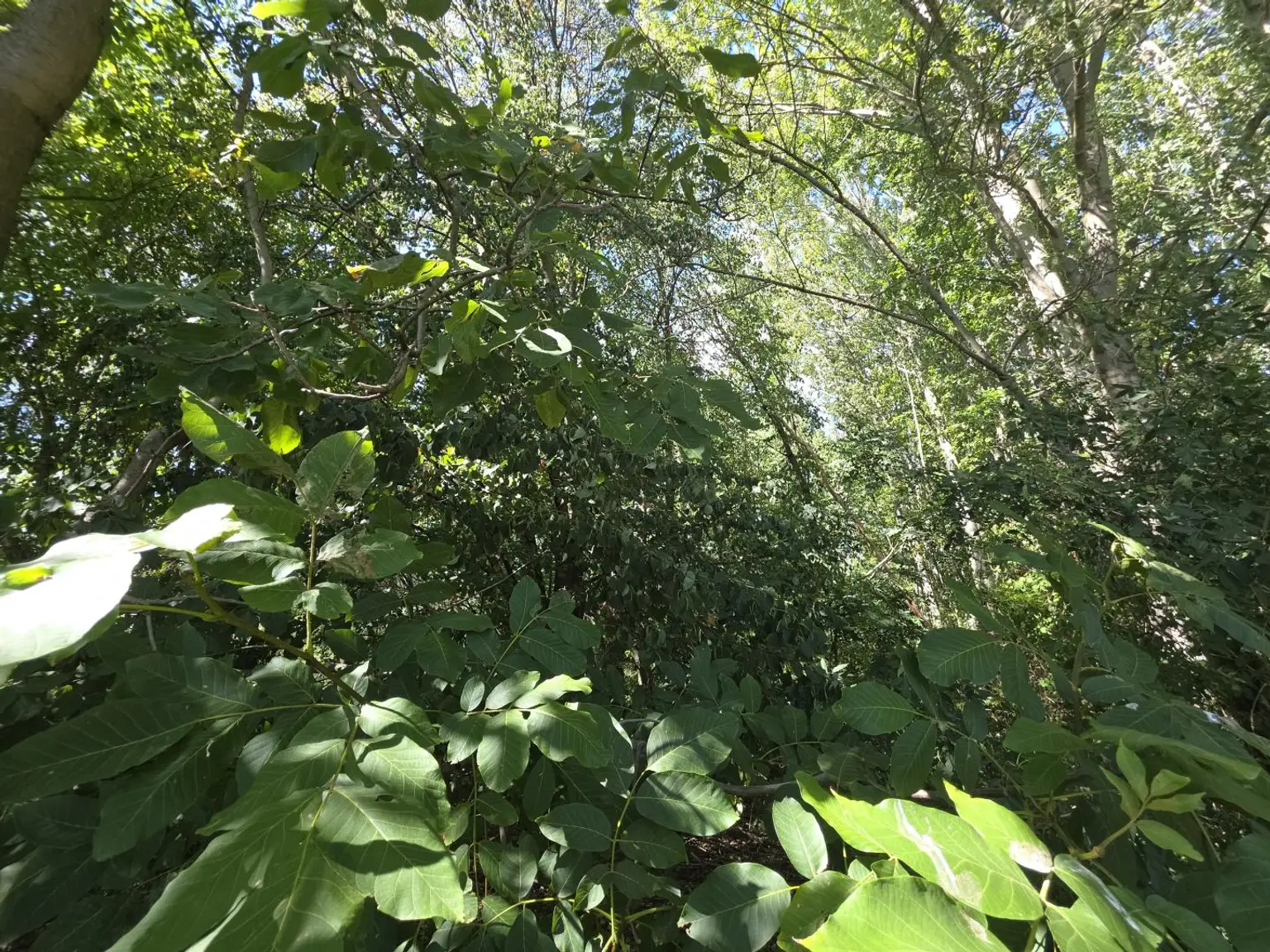 Wald