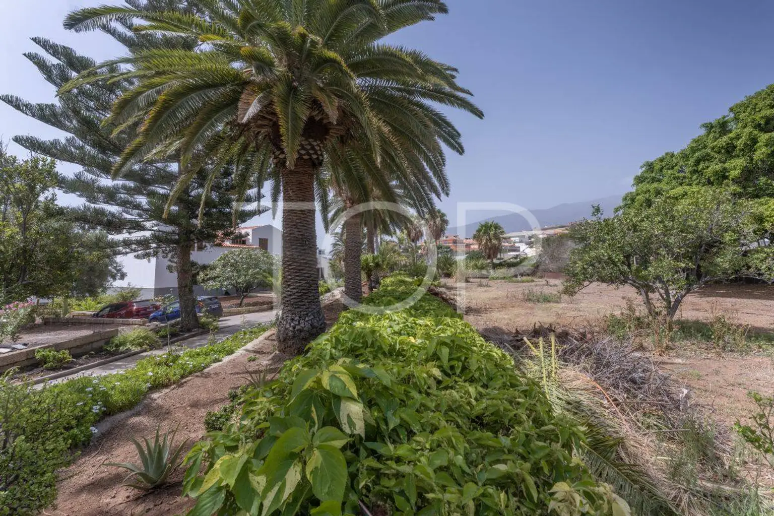 Finca-Candelaria39