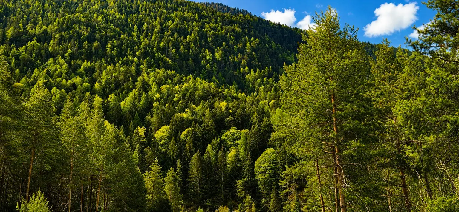 Wald