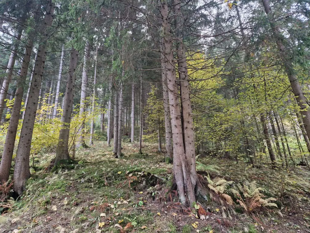 Zusammenhängende, ca. 2,35 ha große Waldfläche in Weitenbach bei Reichenfels im Lavanttal