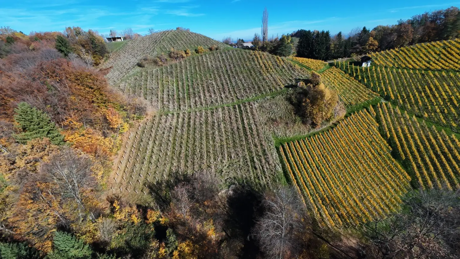 Weingarten mit Landwirtschaft und Altbestand in Kranach, Gemeinde Gamlitz