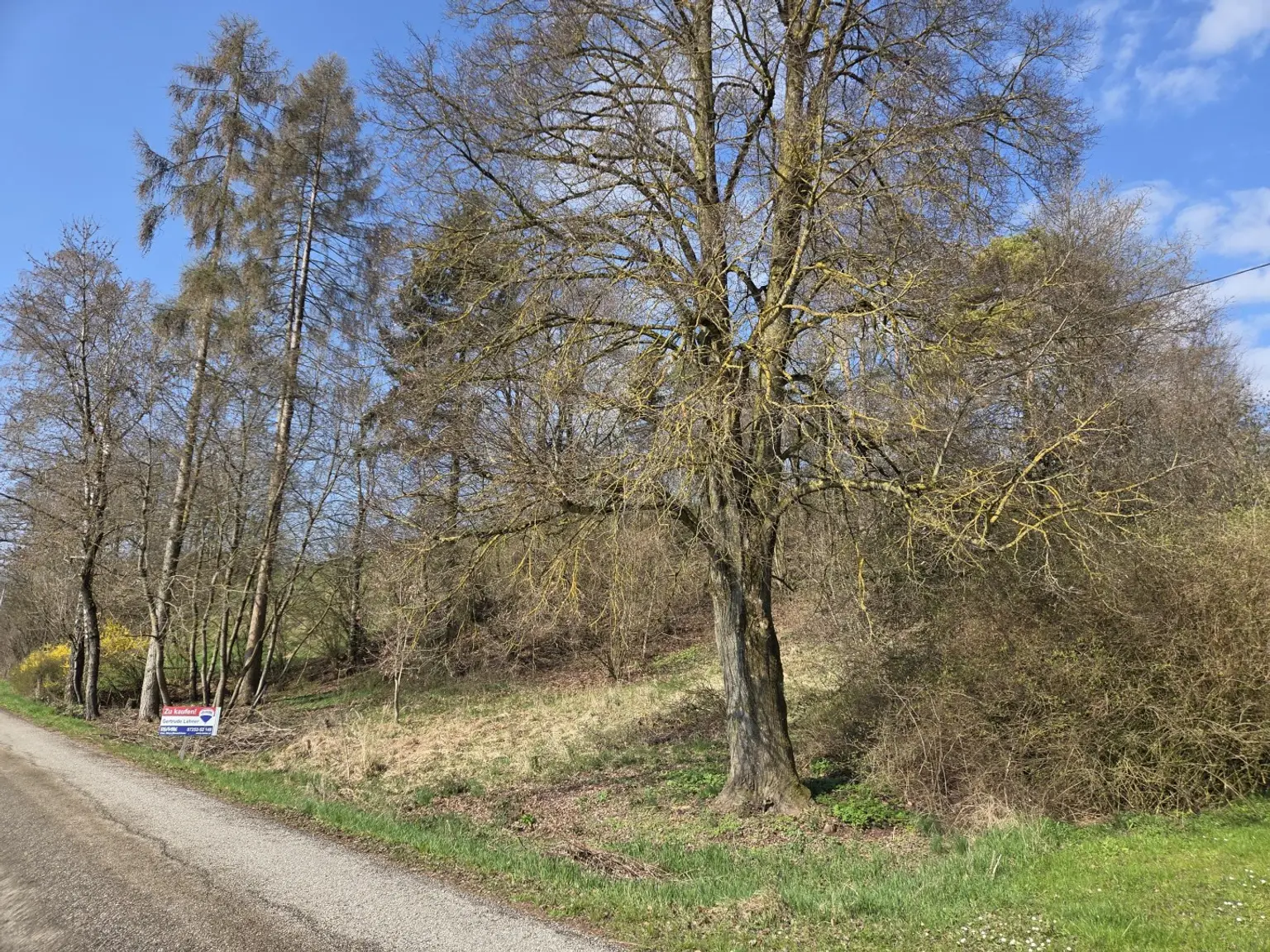 natürliche Schattenspender vorhanden