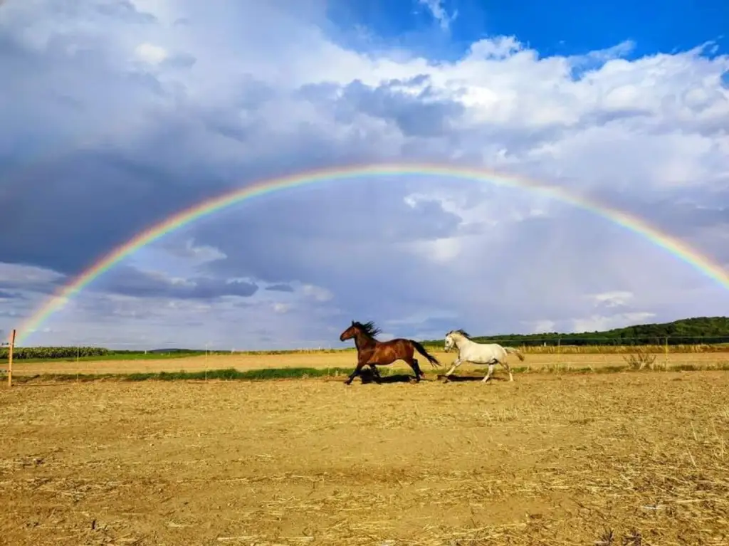 Exklusiver Reiterhof & Historisches Herrenhaus