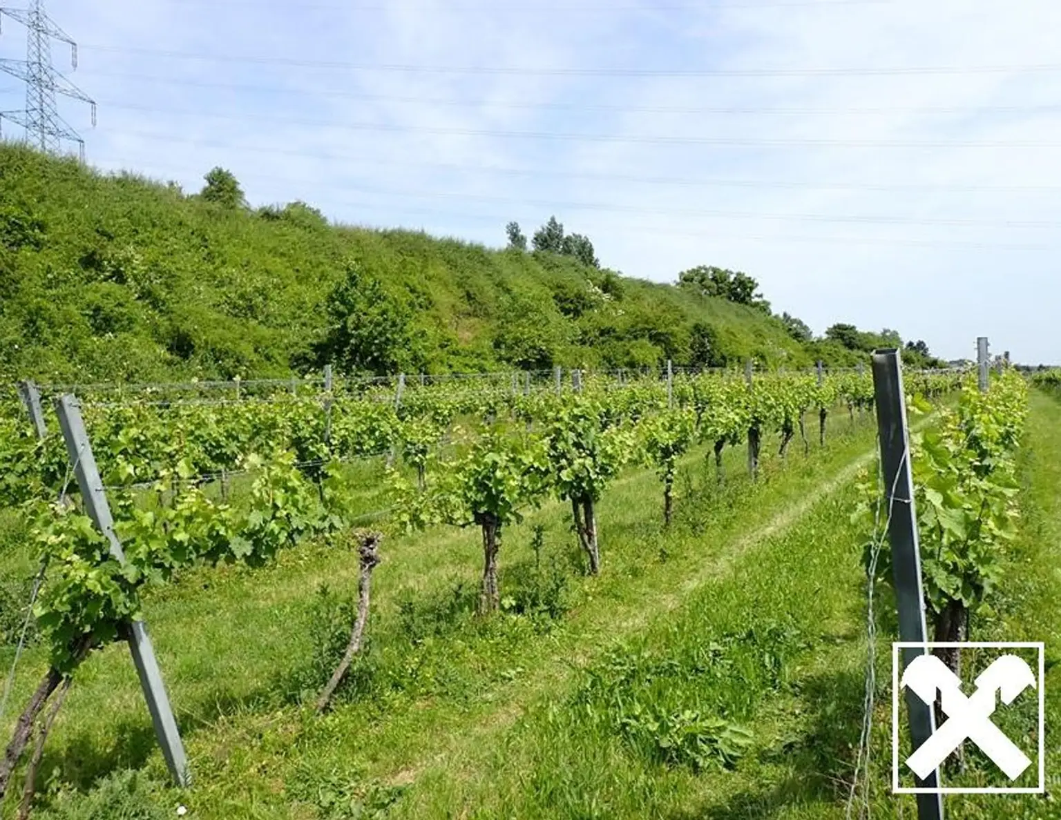 SELTENE GELEGENHEIT: WEINGÄRTEN IN ENGELMANNSBRUNN, FELS AM WAGRAM, RUPPERSTHAL UND THÜRNTHAL - WEINGARTEN, LANDWIRTSCHAFTLICHE FLÄCHE