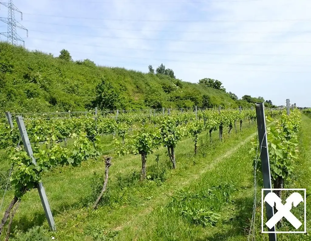 SELTENE GELEGENHEIT: WEINGÄRTEN IN ENGELMANNSBRUNN, FELS AM WAGRAM, RUPPERSTHAL UND THÜRNTHAL - WEINGARTEN, LANDWIRTSCHAFTLICHE FLÄCHE
