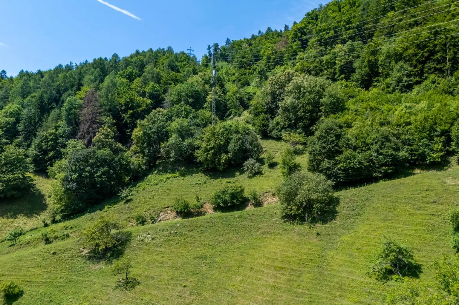Waldfläche