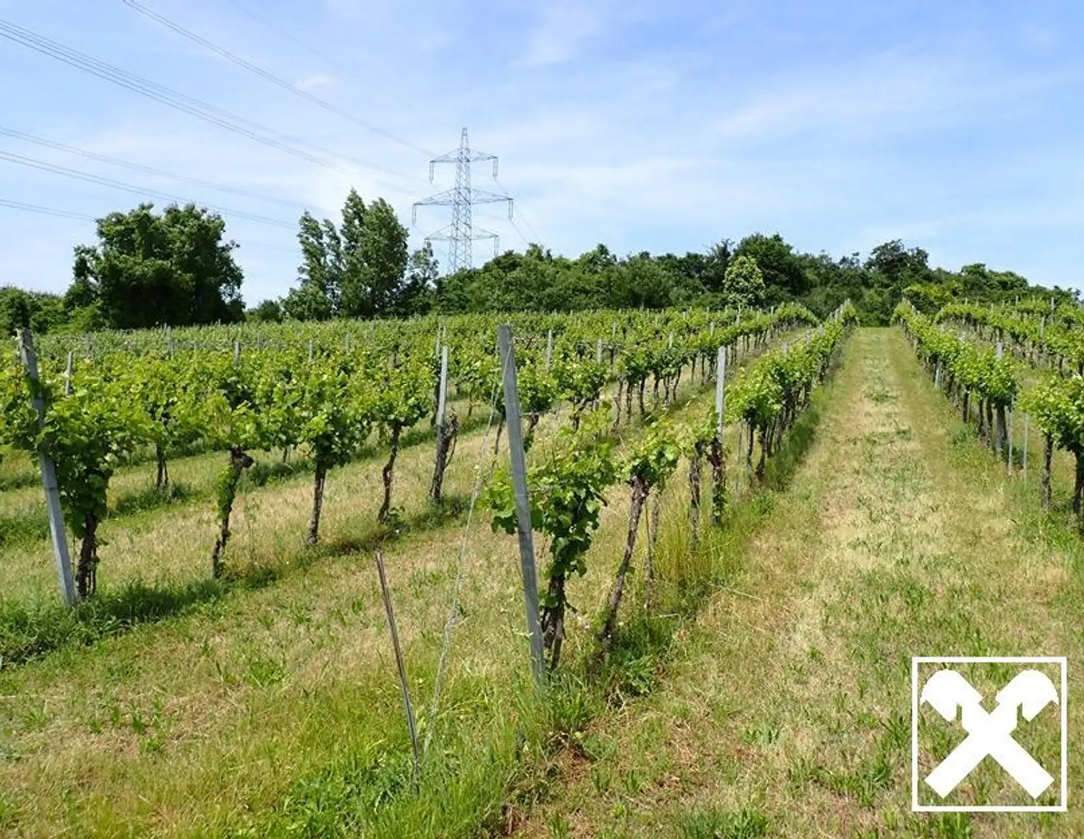 SELTENE GELEGENHEIT: WEINGÄRTEN IN ENGELMANNSBRUNN, FELS AM WAGRAM, RUPPERSTHAL UND THÜRNTHAL - WEINGARTEN, LANDWIRTSCHAFTLICHE FLÄCHE